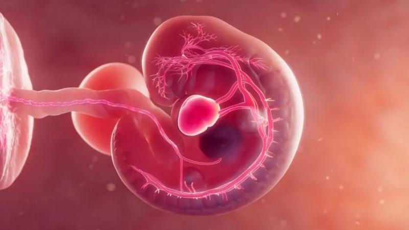 Sertésembriókban sikerült emberi szívet létrehozni, ezzel új dimenziókat nyitva a biomedikai kutatásokban.