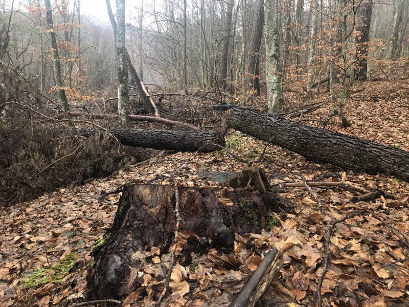 Háromszéken az erdő védelme érdekében komoly aggodalmak merültek fel, miután tetten érték a fatolvajokat. Az illetékes hatóságok gyorsan reagáltak, aminek következtében a természet kincseinek védelme érdekében tett erőfeszítések még inkább felerősödtek. A