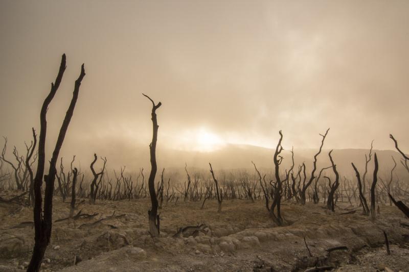 Kezdetét veszi a metszési időszak - Agrotrend

A tavasz közeledtével elérkezett a metszési időszak, amely kulcsfontosságú a gyümölcsfák és szőlőültetvények egészségének megőrzésében. Ez az időszak nemcsak a növények fejlődésére van jótékony hatással, hane