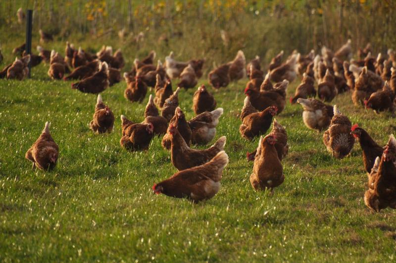 Baromfi állatjóléti támogatás: Ismerd meg a feltételeket és a benyújtási határidőket - Agrotrend

Fedezd fel a baromfi állatjóléti támogatás részleteit! Itt találod a szükséges feltételeket és a benyújtási határidőket, amelyek segítenek eligibilitásod meg