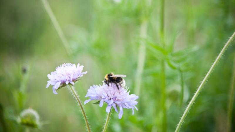 Pénzkereseti lehetőségek a természetvédelem terén: az EU támogatási forrásai - Agro Napló