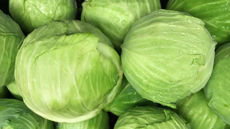 Valami furcsa dolog történik Lengyelországban: problémák merültek fel a káposztatermeléssel kapcsolatban - Agro Napló.