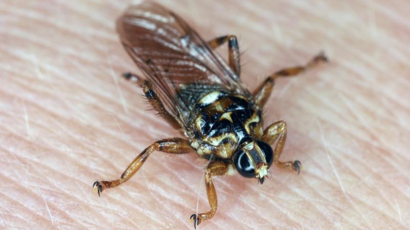 Félelmetes rovar bukkant fel a magyar erdőkben: megdöbbentő, amit művel – Agro Napló

Az utóbbi időben egy különösen ijesztő rovarfaj jelent meg hazánk erdeiben, és a szakértők figyelmeztetnek, hogy a viselkedése komoly problémákat okozhat. Ez a rovar nem