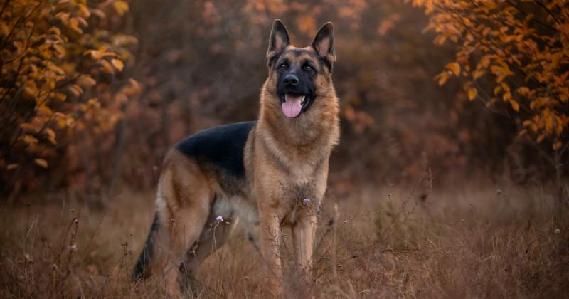 Tudod, hogy melyik kutyafajta szerepel a képen? Meglepetés lehet, de sokan nem tudják beazonosítani!